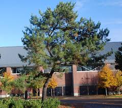 Image result for Thunbergia pynaertii