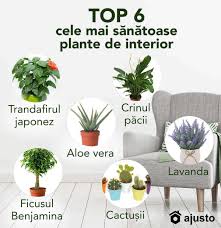 Plante decorative care aduc noroc în casă. Top 6 Cele Mai SÄƒnÄƒtoase Plante De Interior Blogul Ajusto Ro