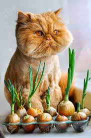 In this post we have added 20 hilarious and funny cat pictures. Funny Cat With Green Onions Stock Photo Picture And Royalty Free Image Image 76651671