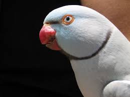 We did not find results for: Free Indian Ringneck Parakeet Stock Photo Freeimages Com