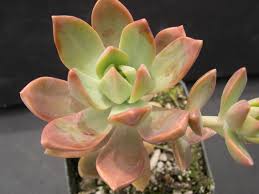Free shipping on qualified orders. X Graptosedum California Sunset 1