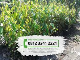 Bibit durian duri hitam dikenal juga black thorn karena mempunyai ujung duri berwarna hitam, tekstur daging buahnya berwarna kuning keemasan, lembut creamy, aroma harum dan biji sedang. Jual Bibit Buah Durian Duri Hitam Tamanbibit Com