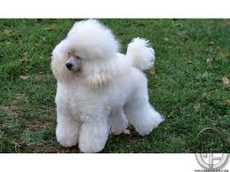 Check spelling or type a new query. Poodle Puppies Available For Sale With Pet Destination In Mumbai Maharashtra India In Pet Animals And Accessories Category U Poodle Dog Dog Breeds Toy Poodle