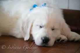 Find the perfect golden retriever puppy for sale in indiana, in at puppyfind.com. Indiana Goldens English Cream Golden Retriever Indiana Goldens