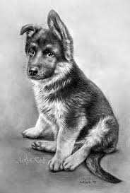 Rintintin Dessin De Chien Dessin Chien Portraits De Chiens