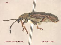 Image result for Platostoma montanum