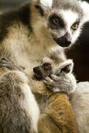 Pin By Jeannie Park On Madres Hijos Mother And Baby Animals Lemur Animals Beautiful