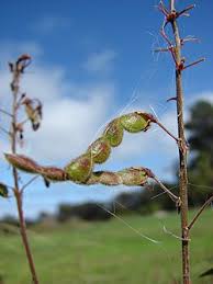 Image result for Desmodium subsecundum