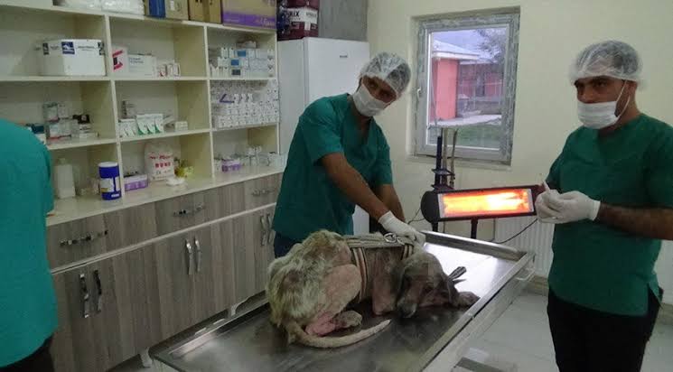 Muş’un Bulanık Belediyesinde görevli personellerin bir köpeğe işkence ettiği yönündeki iddiaların ardından 3 personelin açığa alındığı bildirildi. ile ilgili görsel sonucu"