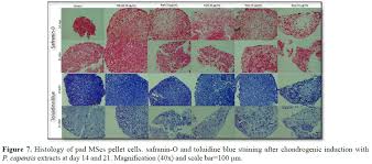 Image result for Pleurostylia capensis