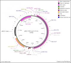 This system is based on the arabad operon, which controls e. Pbad Topo Lacz V5 His Ecoliwiki
