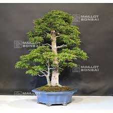 Maybe you would like to learn more about one of these? Outdoor Bonsai Trees Acer Palmatum Shishigashira Ref 27060181 From Maillot Erable The Store Maillot Erable