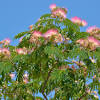 This article will take you through the numerous, colorful trees preferred by people for their gardens. 1