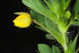 Image result for Chamaecrista fenarolii