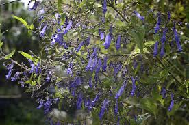 Image result for Isodon ramosissimus