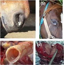 Image result for Glanders