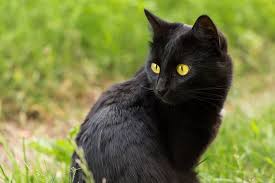 Big Black Cat Yellow Eyes Bombay Cat The Ultimate Guide To Their History Types Characteristics Temperament And Care A Cat Breeds Blog Black Cat Breeds Cat Breeds Cat Portraits