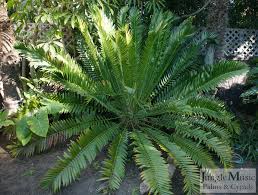 Image result for Cyathula natalensis