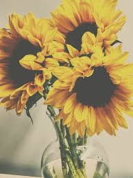 Pinterest Chelstokarski Sunflower Photography Sunflower Wallpaper Pretty Flowers