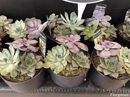 With some varieties of succulents, you may notice tiny 'babies' growing kalanchoe succulent flowers come in a wide array of colors and include single flower (pink and red flowers in the picture) and double blooms (the. 59 Different Succulent Types With Names And Pictures Florgeous