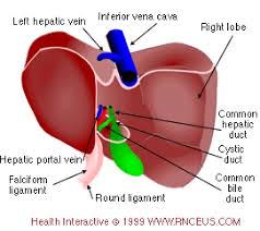 The liver is an organ only found in vertebrates which detoxifies various metabolites, synthesizes proteins and produces biochemicals necessary for digestion and growth. Primary Functions Of The Liver
