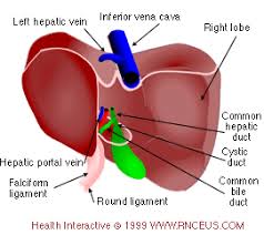 You can set your browser to block or alert you about these cookies, but some parts of the site will not then work. Primary Functions Of The Liver