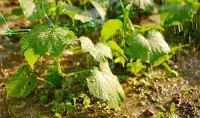 In this episode of growing wisdom, dave walks through proper watering techniques for watering plants indoor and shows us the warning signs of plants that. Overwatered Cucumber Plants The Problems What To Do