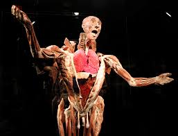 Image result for body worlds