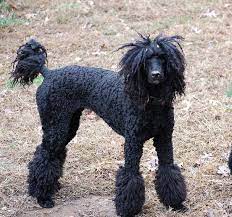 She S So Rock And Roll Poodle Haircut Standard Poodle Haircuts Black Standard Poodle