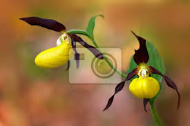 Zaloguj się, aby stworzyć pierwszą dyskusję! Dzika Orchidea Czeska Lady Orchid Cypripedium Calceolus Kwitnienie Fototapeta Fototapety Ophrys Piekny Multi Color Myloview Pl
