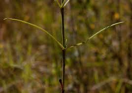 Image result for Cordylostigma longifolium