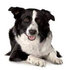 Why Does My Border Collie Bark Excessively