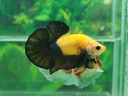 Black And Yellow Fish Freshwater Aquabid Com Yellow Half Black Betta Fish Betta Aquarium Betta Fish Types