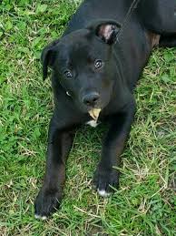 Check spelling or type a new query. Trident Wholesale Pet Supplies 10481 170 St Nw Edmonton Ab T5p 4y7 Canada