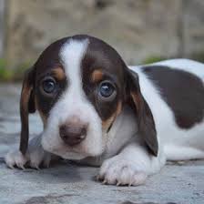 Dachshunds for sale in connecticut dachshunds in connecticut. Miniature Dachshund Cross Puppies For Sale Near Me