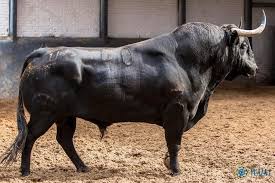 Pin De Juan Llss En Tauromagia Toros De Lidia Toros Bravos Toros Y Toreros