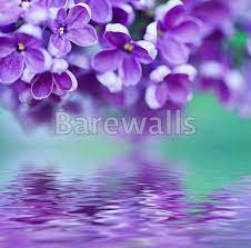 Lilac Flowers Background Flower Backgrounds Lilac Flowers Posters Art Prints
