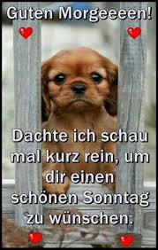 Weitere ideen zu guten morgen, guten morgen gruss, guten morgen lustig. Schonen Sonntag Hunde Bilder Gbpicsbilder Com