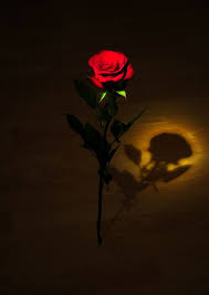 Not Found Red Roses Flower Images Red Rose Flower