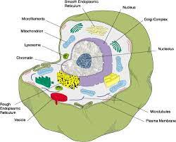 Produces proteins within the cell. Parts Of A Plant Cell 7th Grade Animal Cell Structure Animal Cell Parts Cell Structure