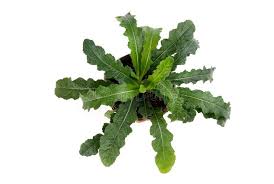 Image result for Elephantopus scaber