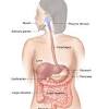 The digestive system is a group of organs that does three things: Https Encrypted Tbn0 Gstatic Com Images Q Tbn And9gcskbaumliqzrnsbc 6xnfzzv7txpfksru1 Idgwk Blikpcoekb Usqp Cau