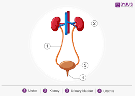 Physical science interactive notebook by nitty gritty science. Important Science Diagrams From All Chapters For Cbse Class 7