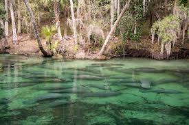 Blue spring state park alligator. Blue Spring State Park Florida State Park Near Orlando Go Guides