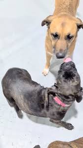 Missy, Phoenix and Murphy having some fun 💕, Come have some fun with us at  www.theurbandog.ca , #theurbandogdogdaycare #doggydaycare #dogdaycare  #yegdogsofinsta #pupsofyeg #dogsofedmonton #yeg ...