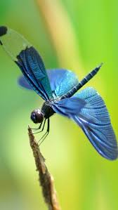 Black And Blue Dragonfly Meaning Pin By Julia Sculthorpe On Insects Blue Dragonfly Black Ants Dragonfly