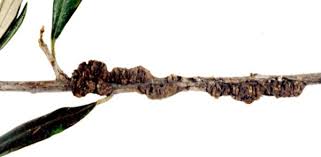 Image result for pseudomonas savastanoi pv nerii oleander symptoms