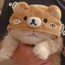 Maybe you would like to learn more about one of these? 15 Ide Pp Couple Gambar Hewan Lucu Anak Kucing Gemas Gambar Kucing Lucu