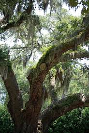 We did not find results for: 28 Trees Of North Carolina Ideas North Carolina Tree North Carolina Homes