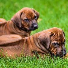 Visit us now to find your dog. 4 Things To Know About Rhodesian Ridgeback Puppies Gfp